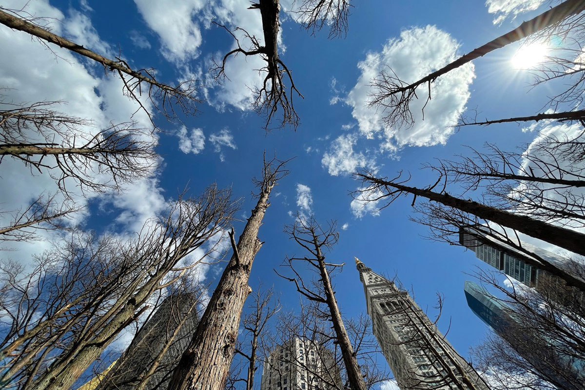 Trees and skyscrapers stretch up to a blue sky.