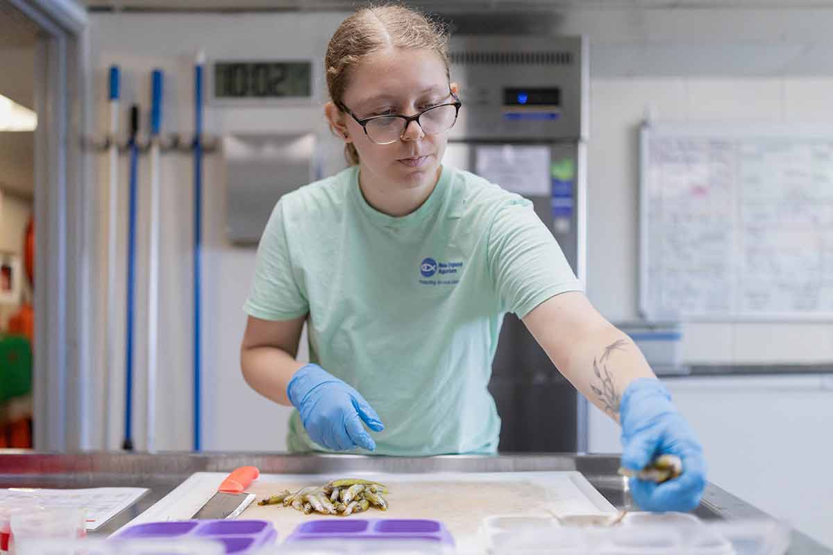 Lyra works arranging fish at her aquarium internship