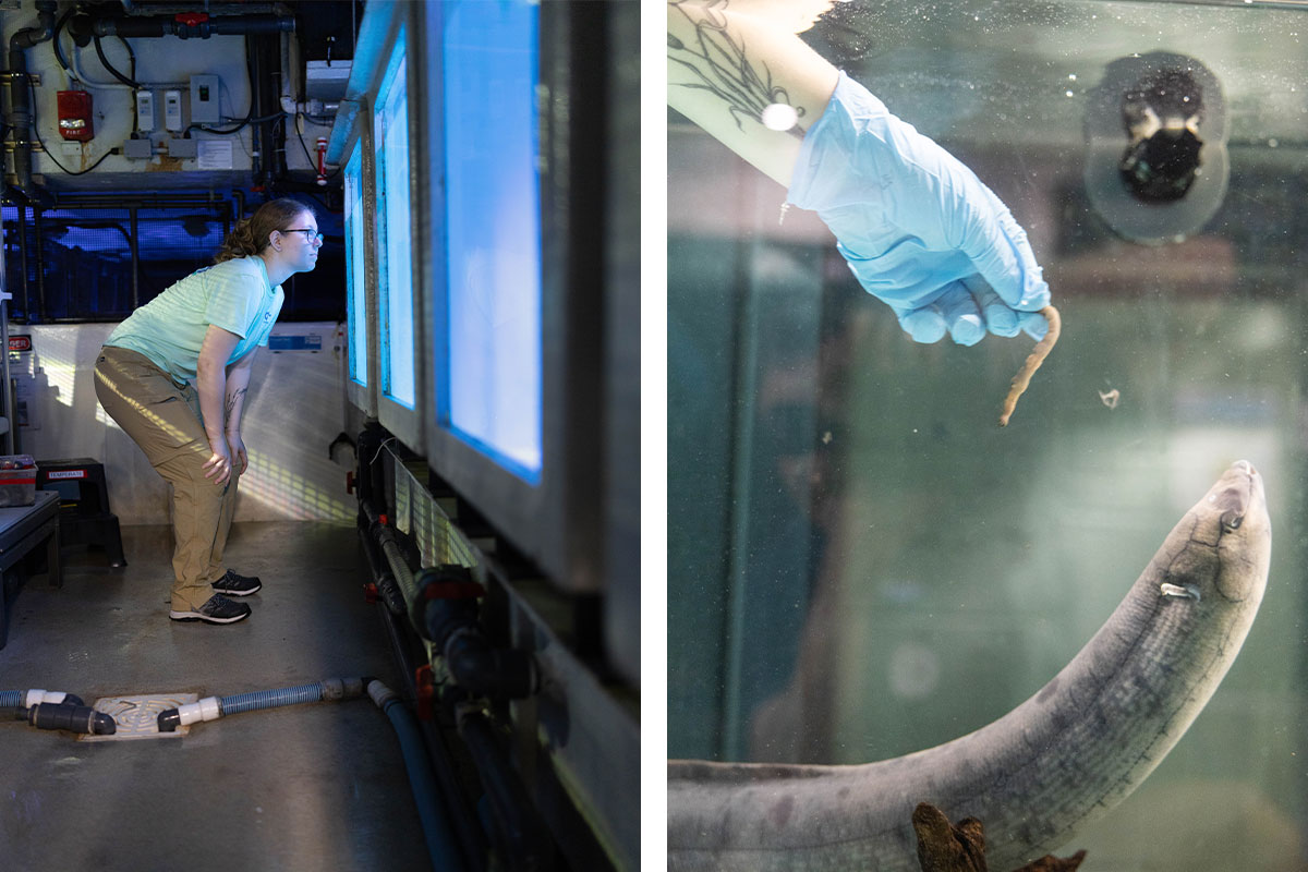 Lyra crouching down to look into a fish tank and a gloved hand feeding a large fish.