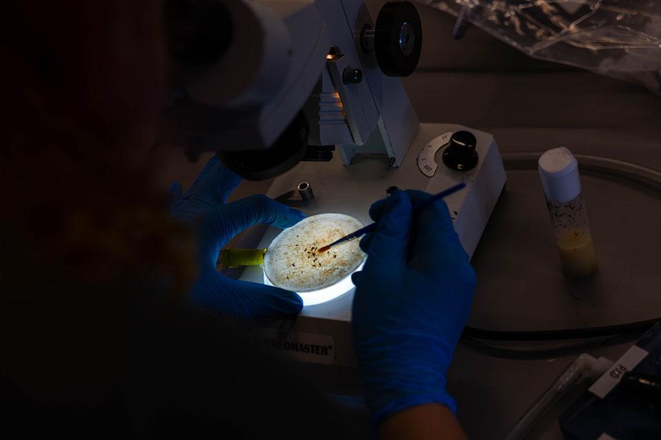A student looks at flies under a microscope.