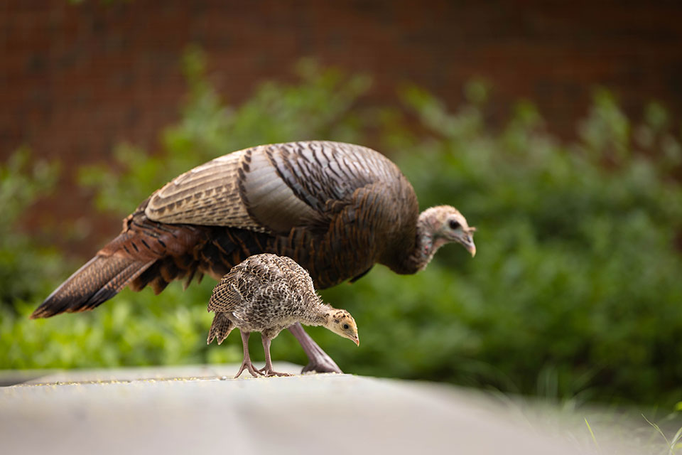 An adult turkey walking with a poult on the Brandeis campus.